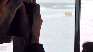Illustration for article titled I Looked A Wild Polar Bear In The Eye